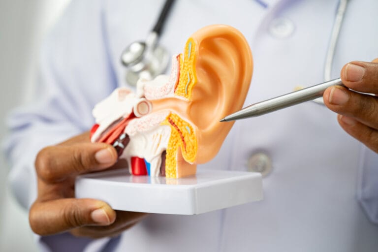 Asian doctor holding human ear model to learn and treat hearing